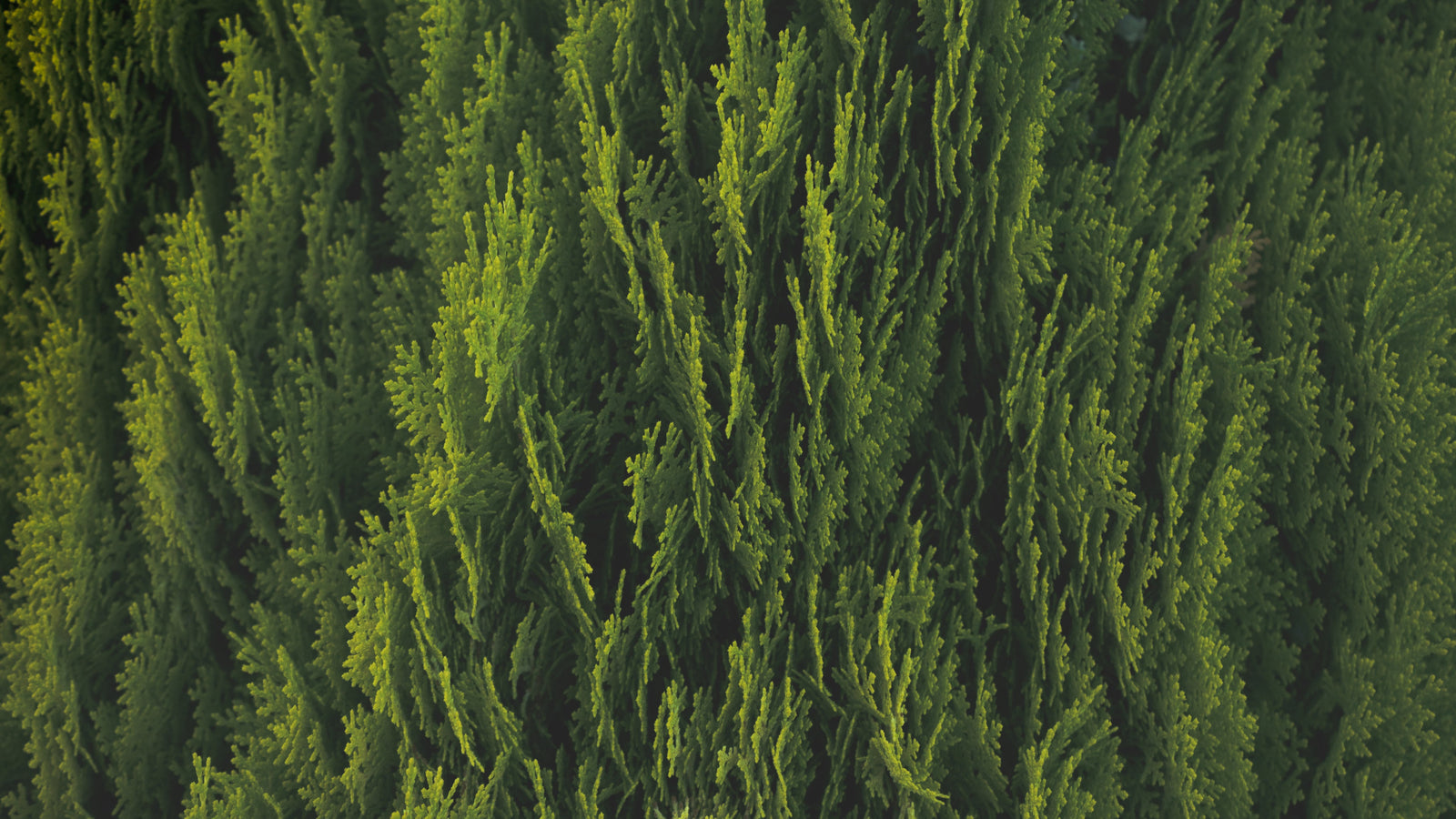 ORIGINAL CEDARWOOD