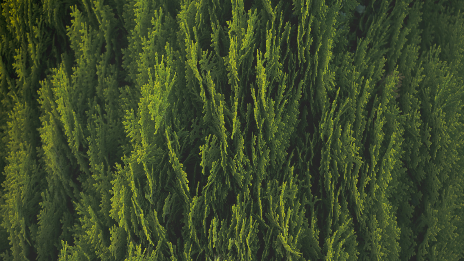 Evergreen leaves representing Mammoth Beard Co's Original Cedarwood scent