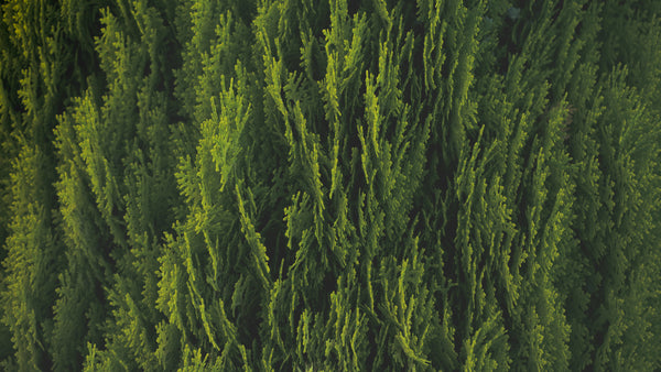 Original Cedarwood